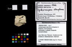 Foto (Objekt + Etikett) von Cycloprosopon stenofrons (Schweitzer & Feldmann, 2010)  (NHMW-GEO-1990-0041-0402)